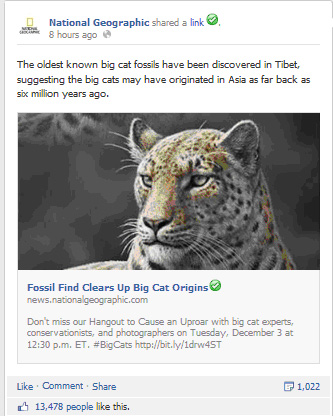 national-geographic-big-cat